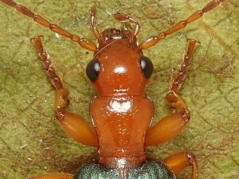 Carabidae: Brachinus elegans e B. psophia da confermare